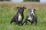 AMSTAFF  PUPPIES 249